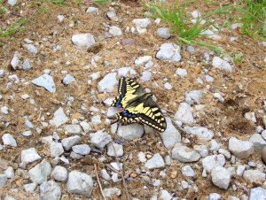 Swallowtail Butterfly