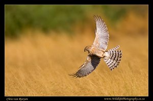 Gabar Goshawk