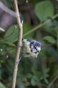 Bad hair day