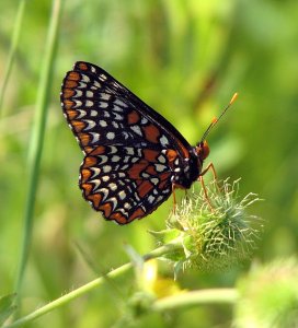 Baltimore Checkerspot