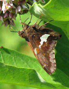 Silver-spotted Skipper