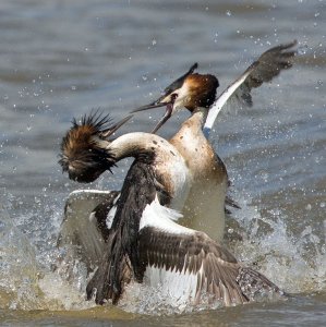 Fighting Grebes