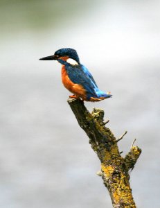 At Long Last......My Kingfisher