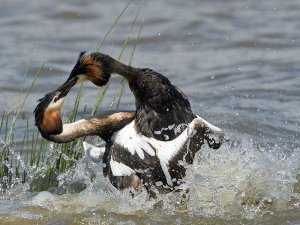 More fighting grebes