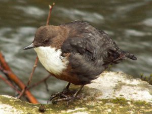 White-throated Dipper