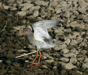 Redshank