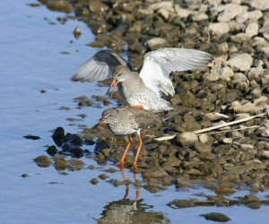 Redshanks mating