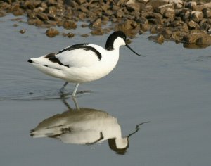 Avocet