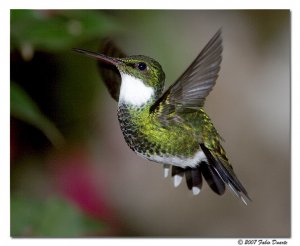 White-throated Hummingbird