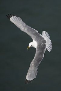 Wheeling kittiwake