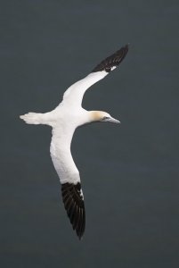 Gannet in flight