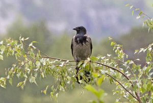 Hooded Crow