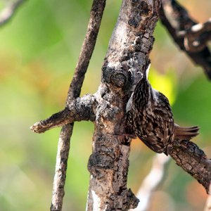 Tree-creeper sleeping