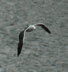 black backed gull over the river tyne