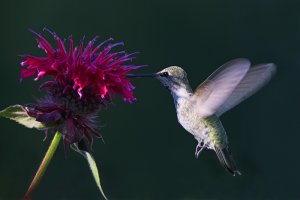 Anna's Hummingbird and Bee Balm