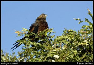 Madagascar Coucal