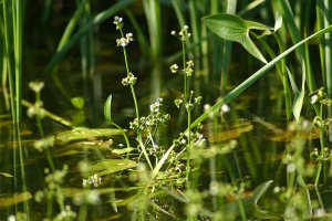 Water plants