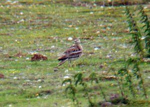 Stone Curlew