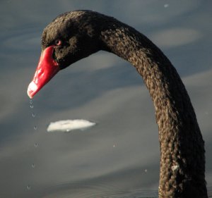 Black Swan