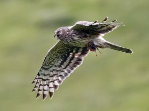 Hen Harrier