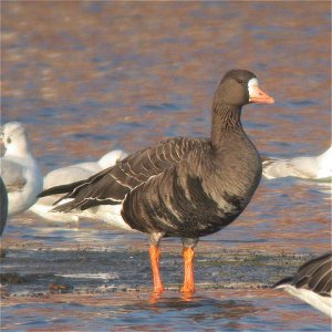 Greenland White-fronted Goose