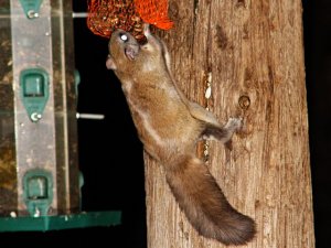 Flying Squirrel #2