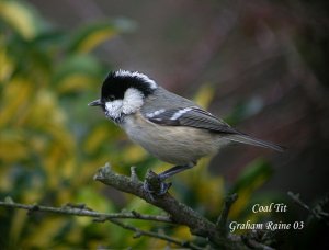 Coal Tit