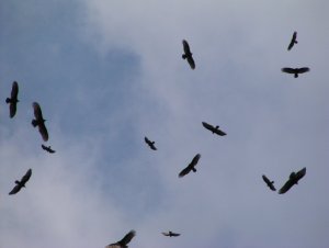 Vultures on the Wing