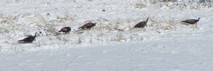 Five gobblers in the snow