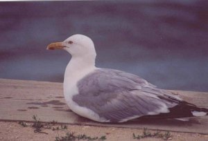 Herring Gull