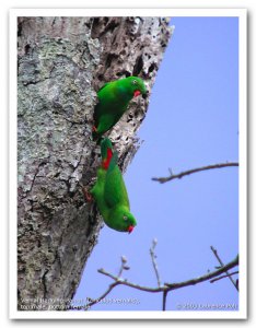 Vernal Hanging-Parrot