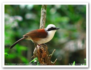 White-crested Laughingthrush