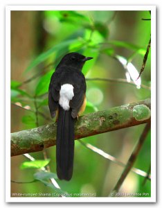 White-rumped Shama