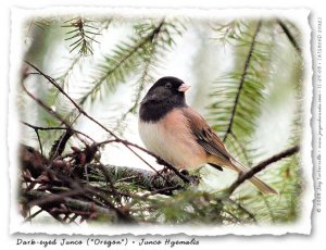 Dark-eyed Junco (Oregon)