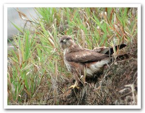 Common Buzzard