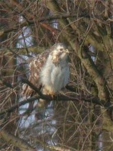 Pale Common Buzzard