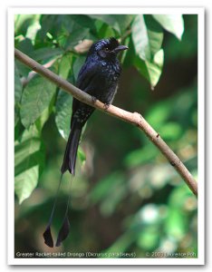 Greater Racket-tailed Drongo