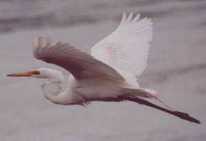 Great Egret in flight