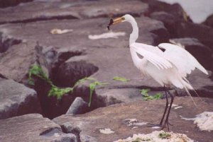 Great egret with fish