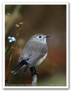 Red-throated Flycatcher