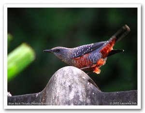 Blue Rock Thrush