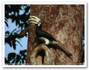 Oriental Pied Hornbill