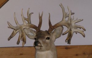 World Record Deer