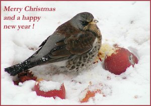 Fieldfare eating apples