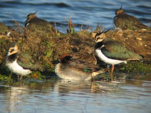 Northern Lapwing & Eurasian Teal