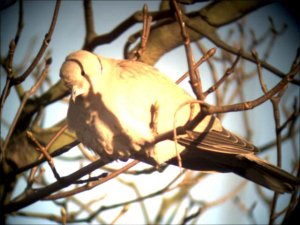 Collared Dove