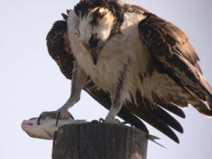 Osprey with catch