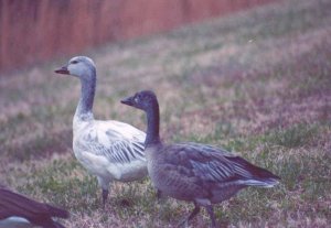 immature snow geese