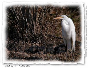 Great Egret