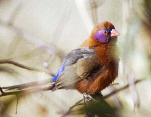 Violet eared waxbill